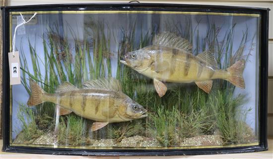 A taxidermic display of two perch, Bala Lake 1915, in bowed glass case